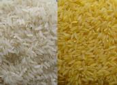 Usa Rice Outlook Conference 2010